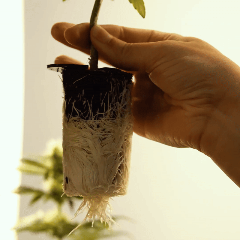 Gesunde Pflanze von den Wurzeln bis zu den Blüten in einer platzsparenden Anlage mit minimalem Wartungsaufwand.