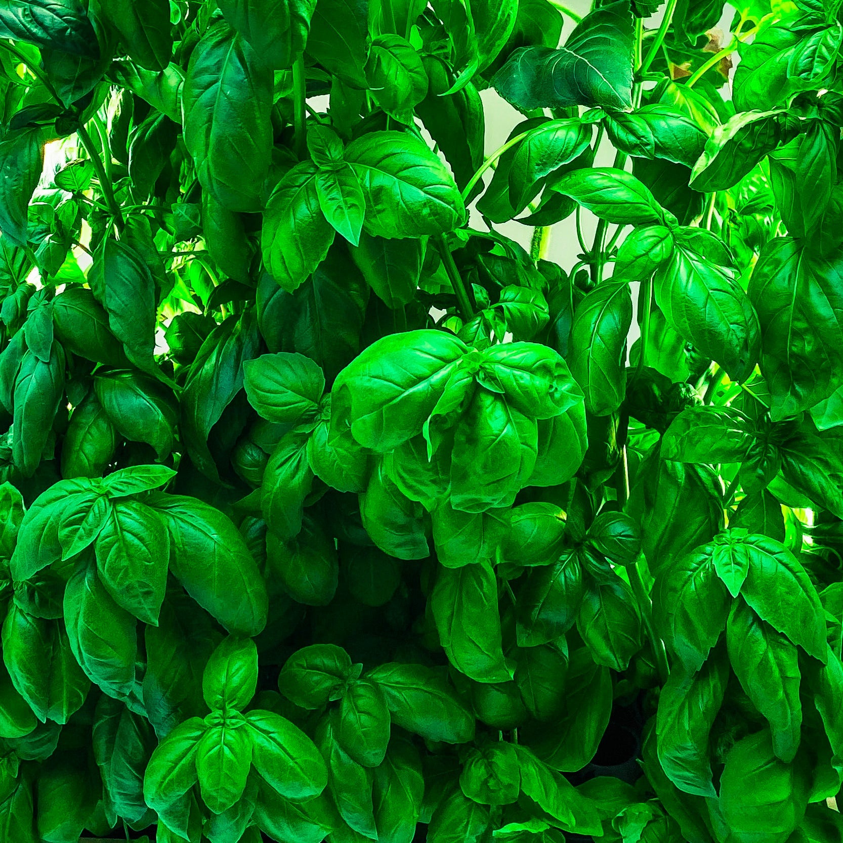 Basil Genovese Green Tower