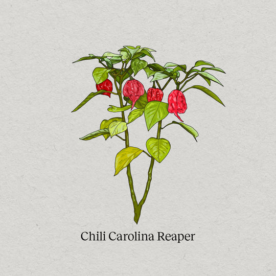 Chili Carolina Reaper