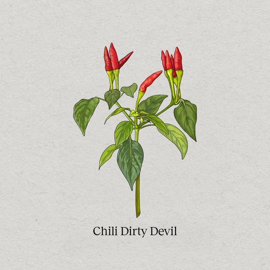 Chili Dirty Devil