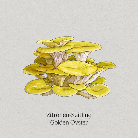 Zitronen-Seitling Pilzpaket