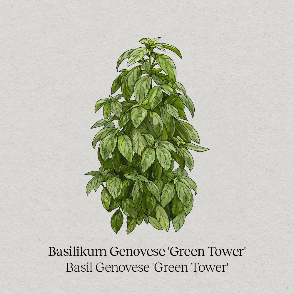 Basil Genovese Green Tower