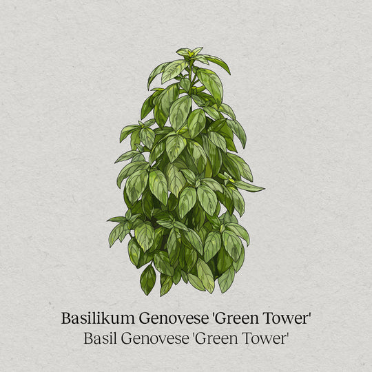 Basilikum Genovese Green Tower
