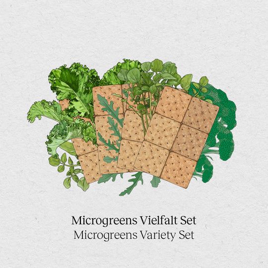 Microgreens Vielfalt Set 4-Pack