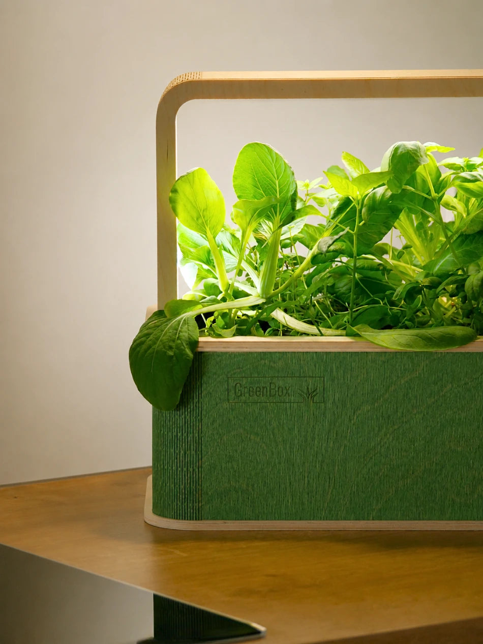 GreenBox Forest Edition