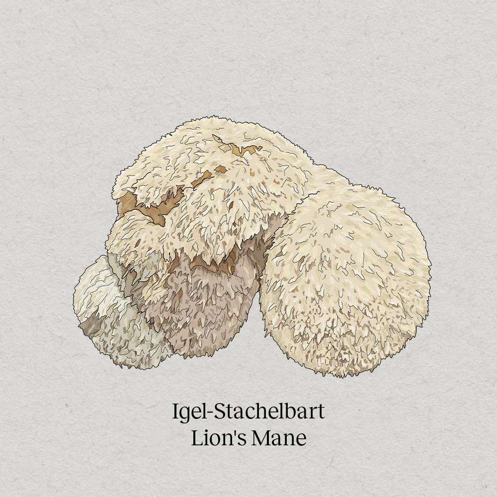 <tc>Lion's Mane</tc>