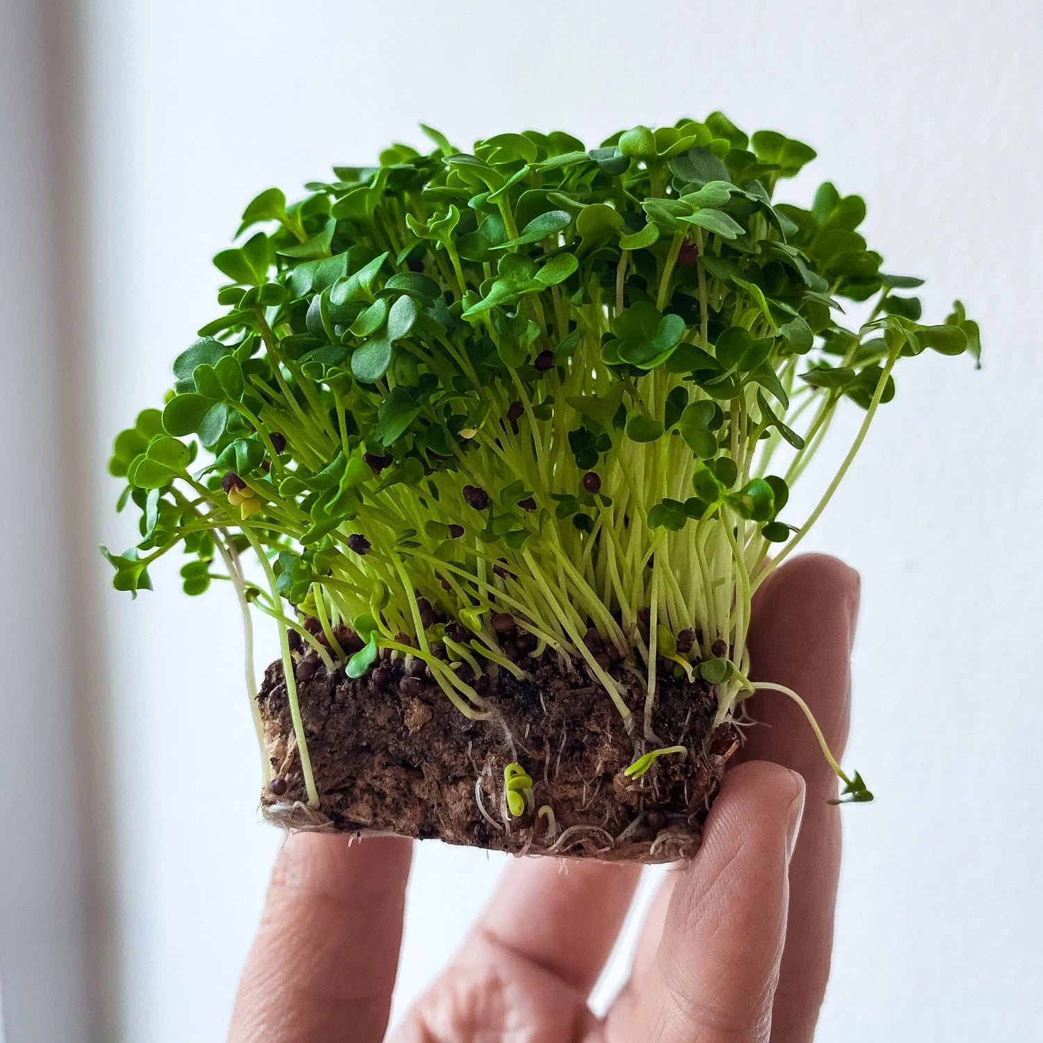 Microgreens - Dein täglicher Vitaminschub