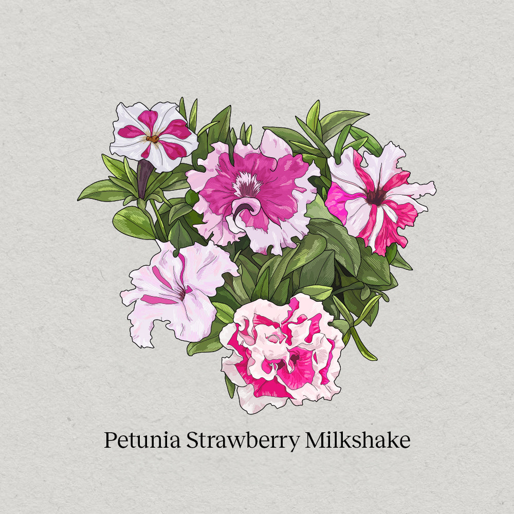 Petunia Strawberry Milkshake