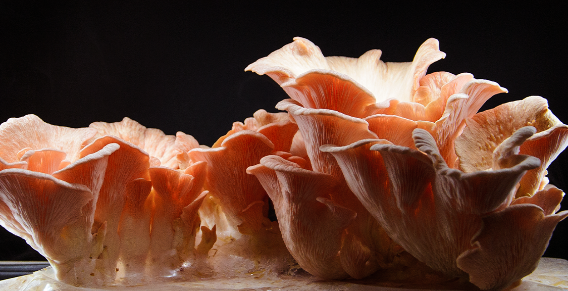 pink-oyster-mushroom-image_zfyscg.png