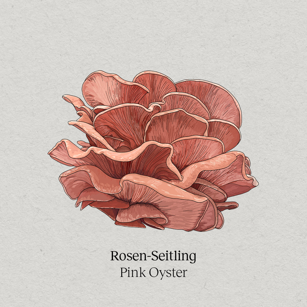 <tc>Pink Oyster Mushroom Pack</tc>