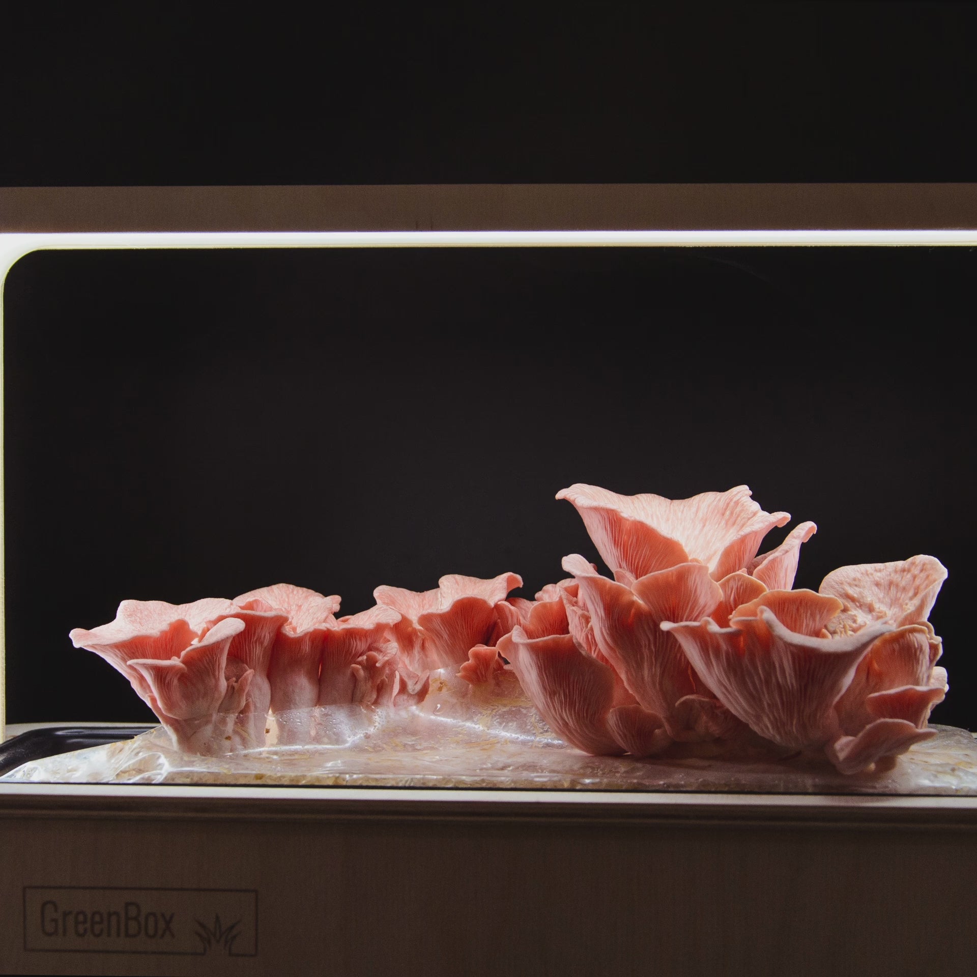 <tc>Pink Oyster Mushroom Pack</tc>