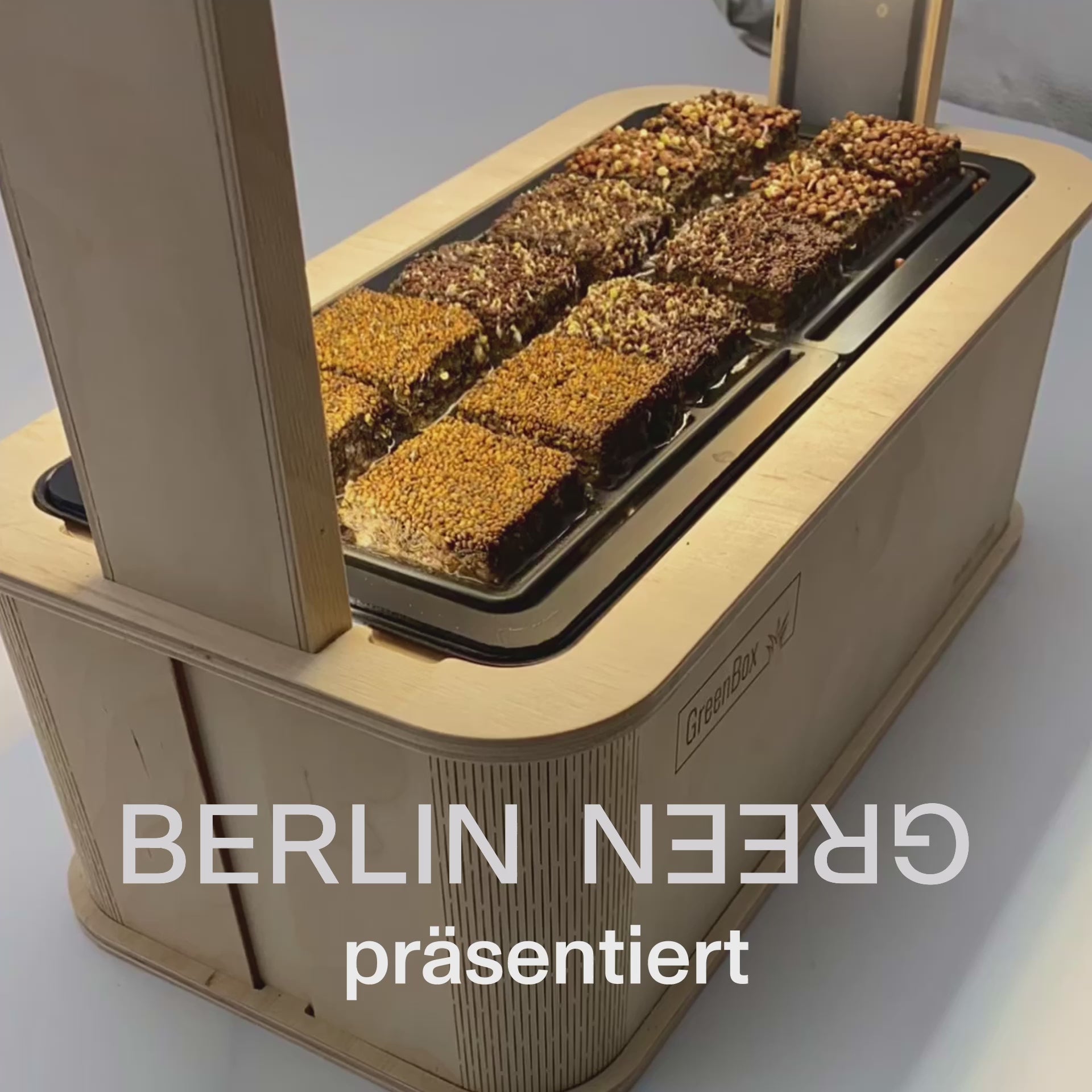 Microgreens Radieschen