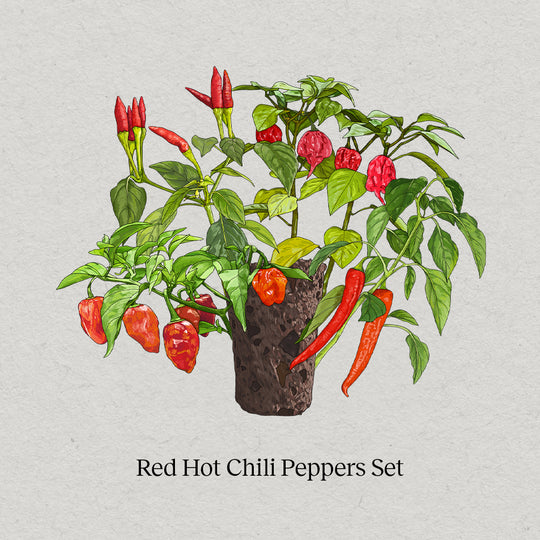 PlantPlugs │ Red Hot Chili Set 8er-Pack