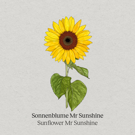 Sonnenblume Mr. Sunshine
