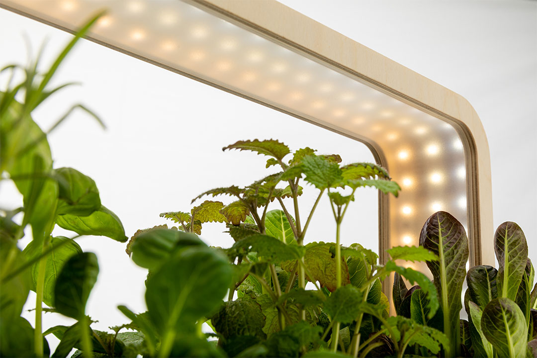 Growbox: Perfekte Bedingungen