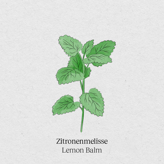 Zitronenmelisse