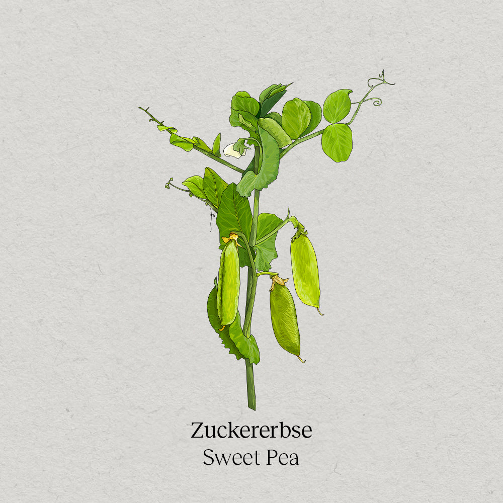 Sweet pea
