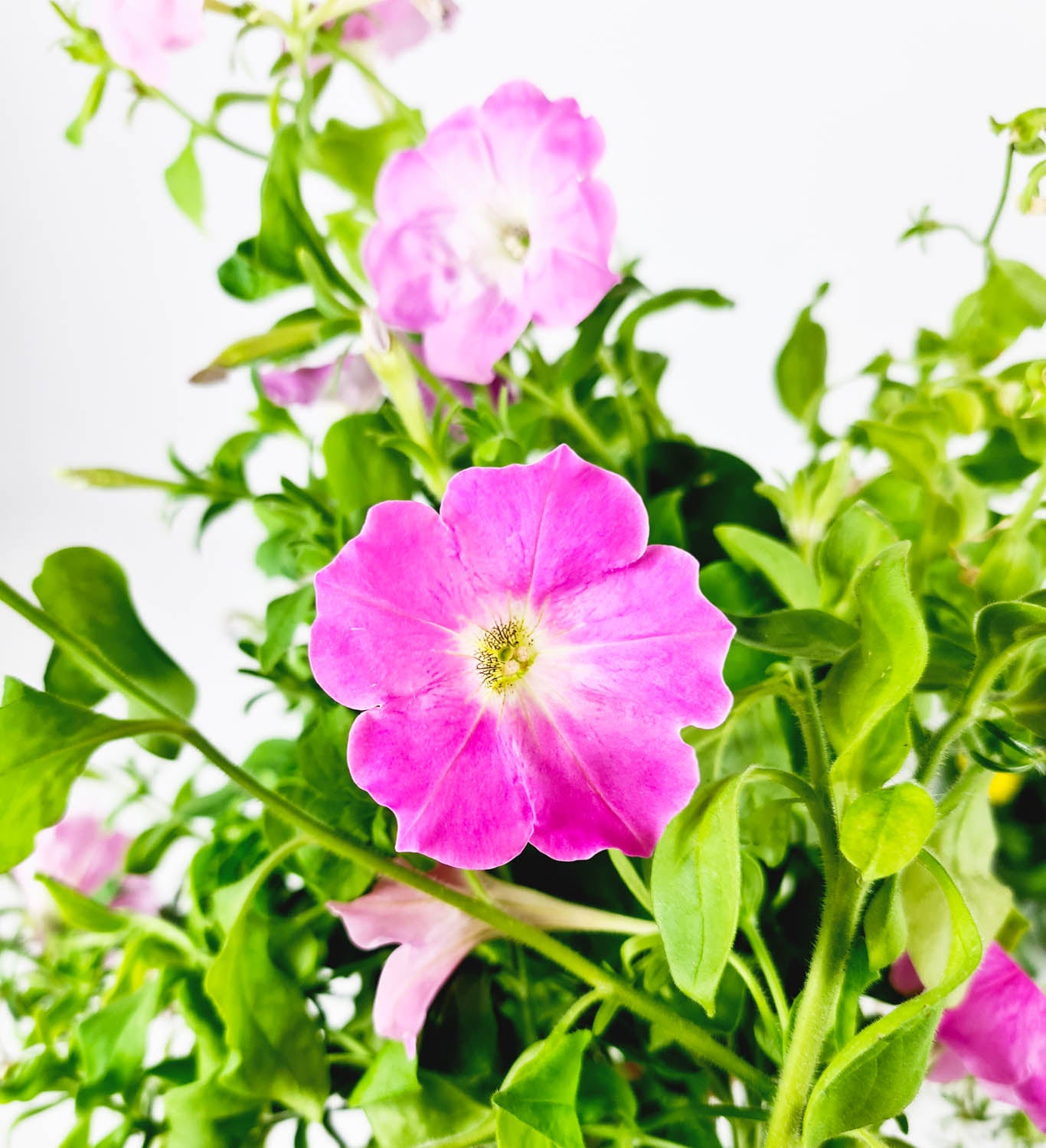 PlantPlugs │ Summer meadow mix 8-pack