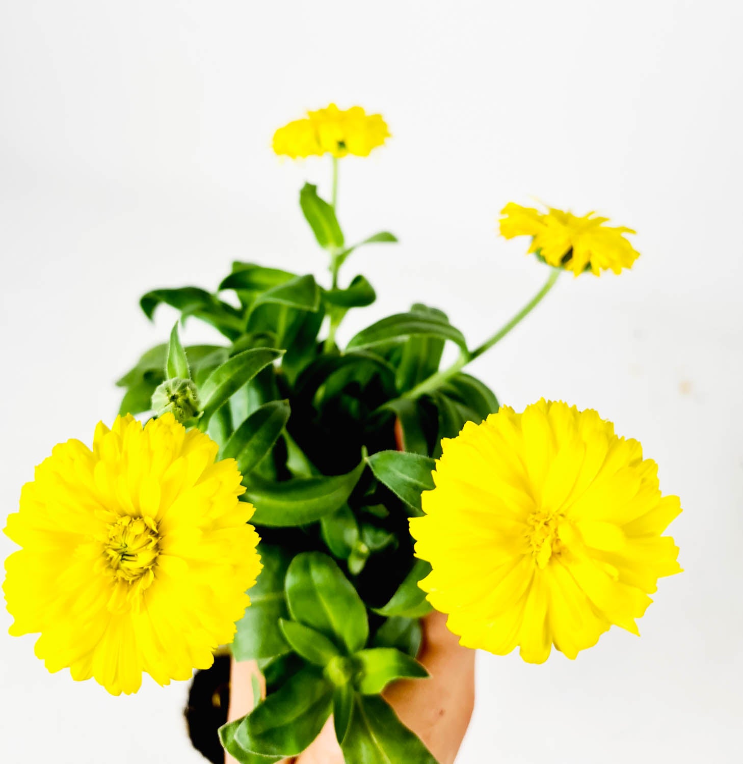 PlantPlugs │ Summer meadow mix 8-pack