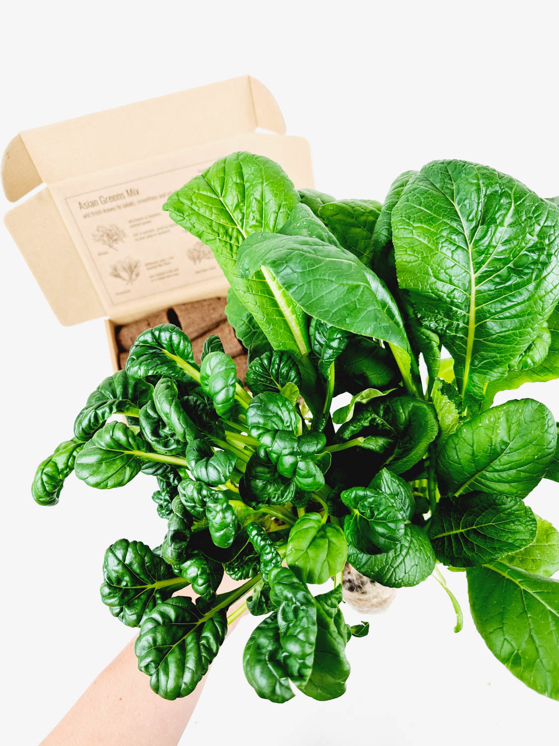 PlantPlugs | Asian leafy vegetables 8-pack