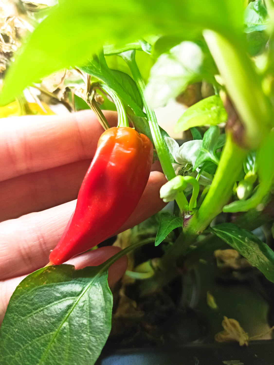 PlantPlugs │ Cherry tomato & chili mix 8-pack