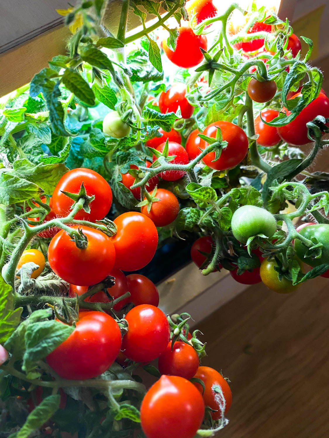 PlantPlugs │ Cherry tomato & chili mix 8-pack