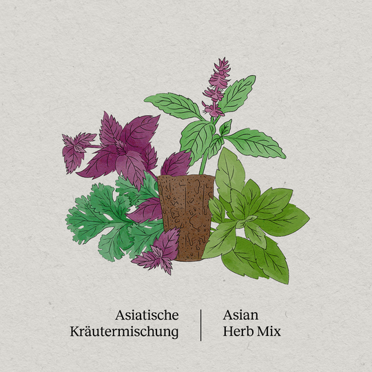 PlantPlugs | Asiatische Kräutermischung 8er-Pack
