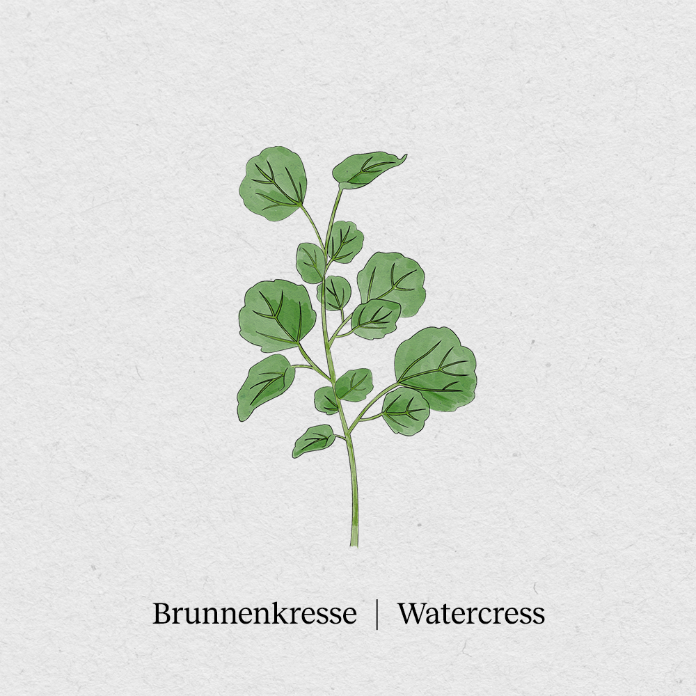 Watercress