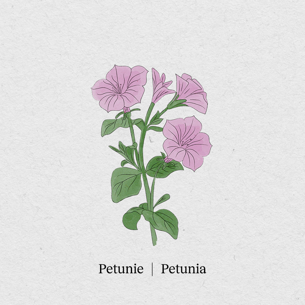 Petunia