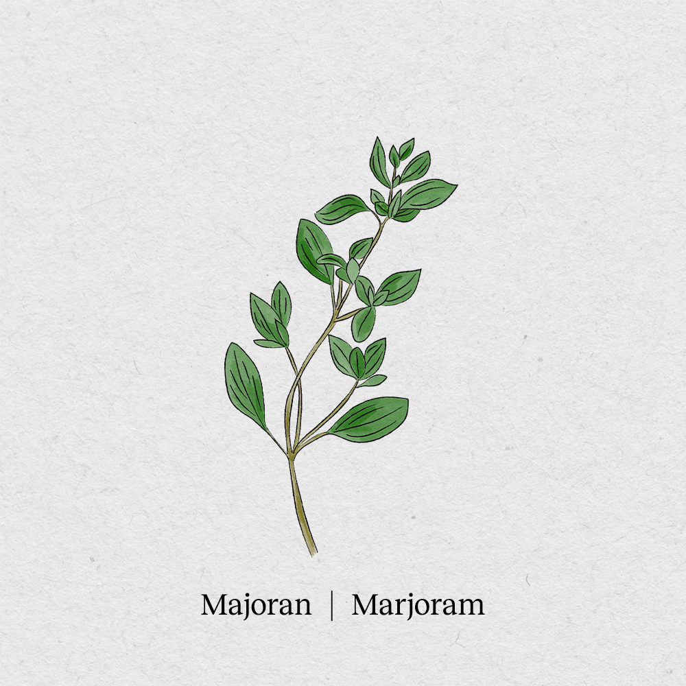Marjoram
