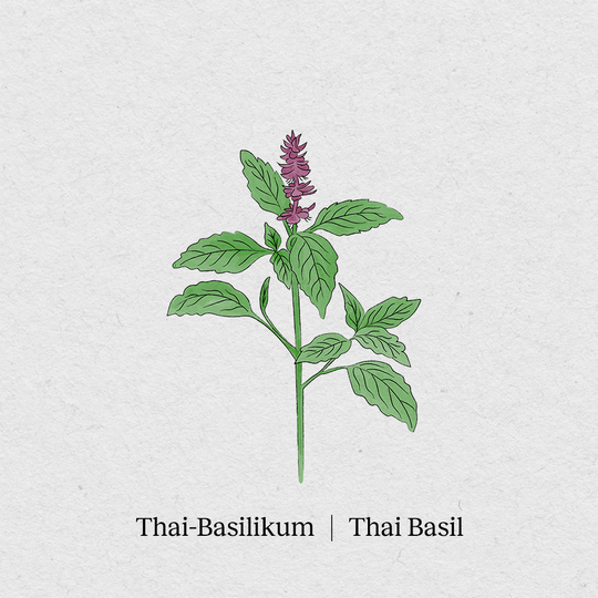 Thai-Basilikum