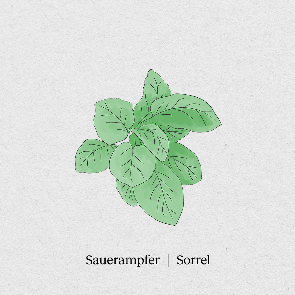 Sorrel