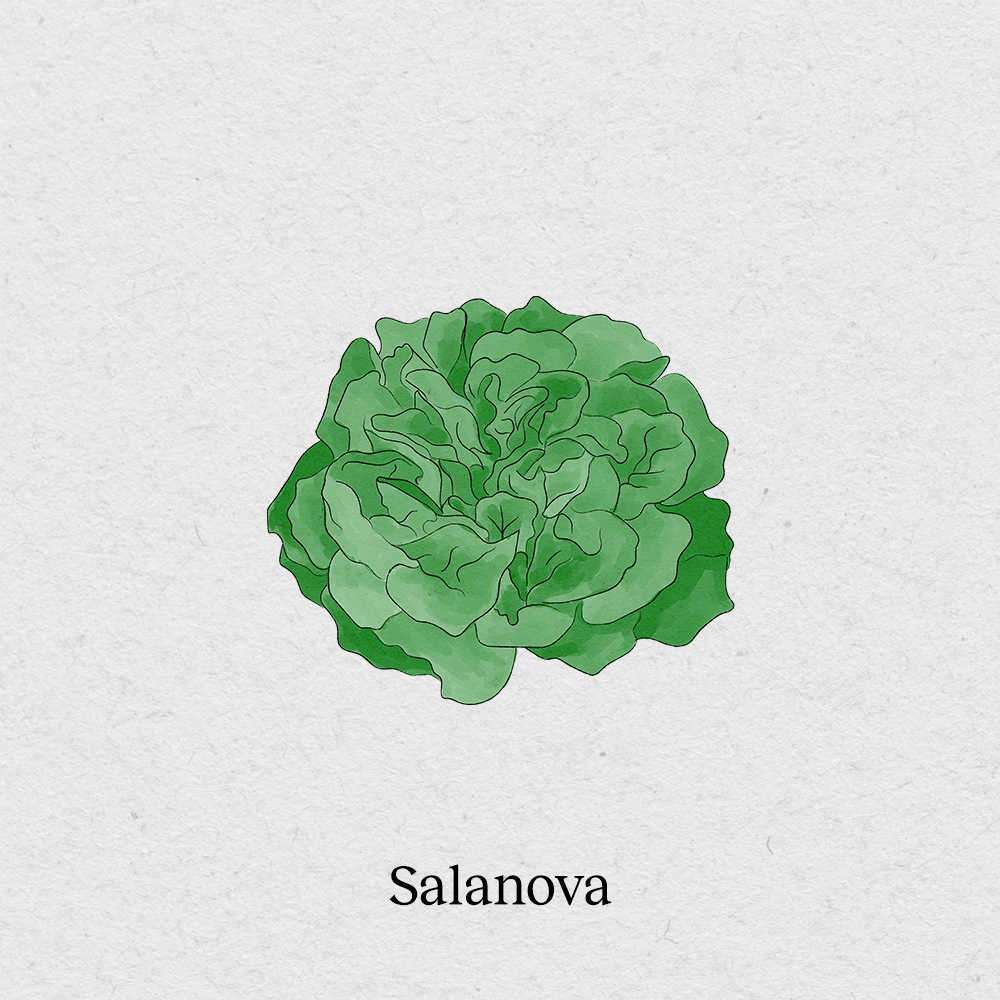 Salanova