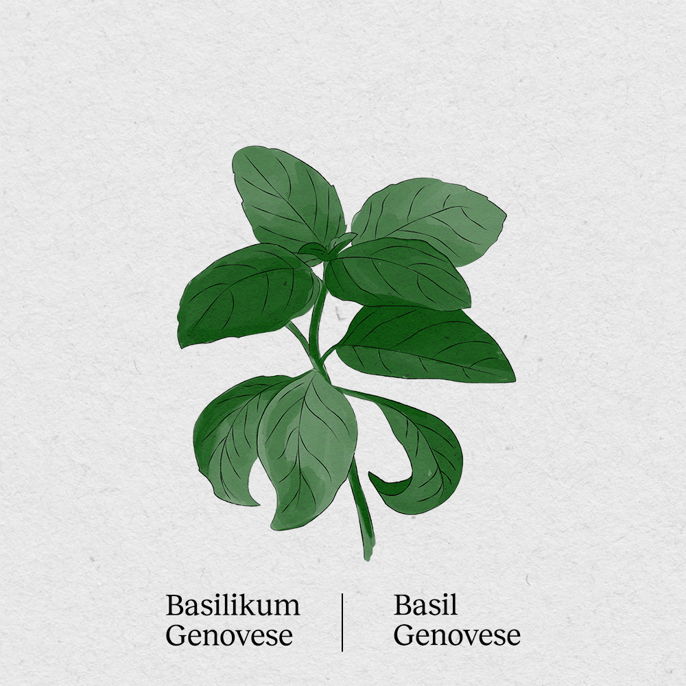 Genovese basil