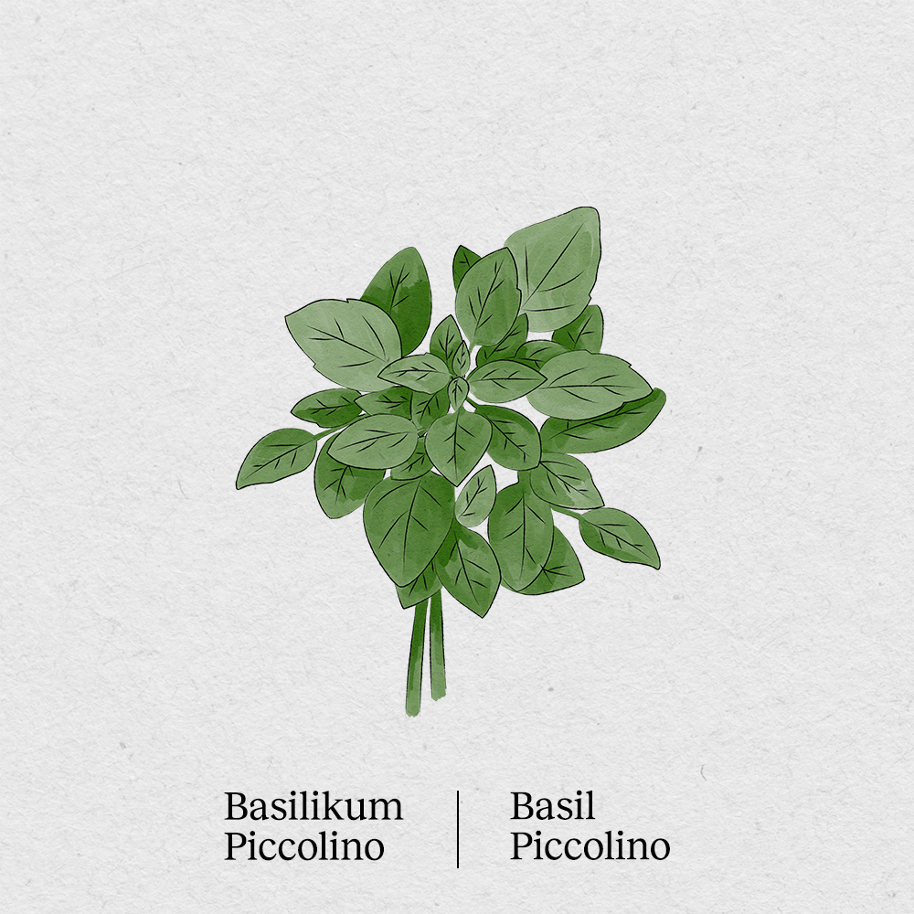 Basil Piccolino