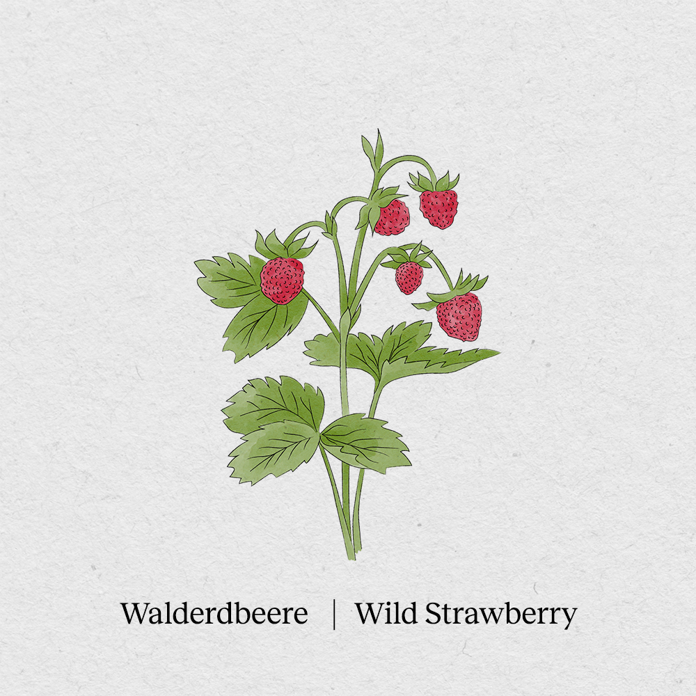 Wild strawberry
