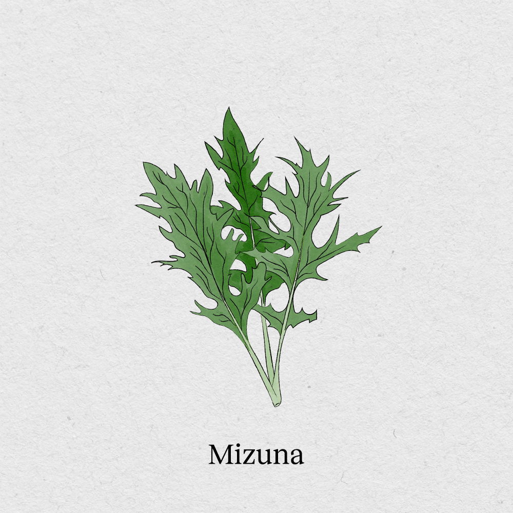 Mizuna