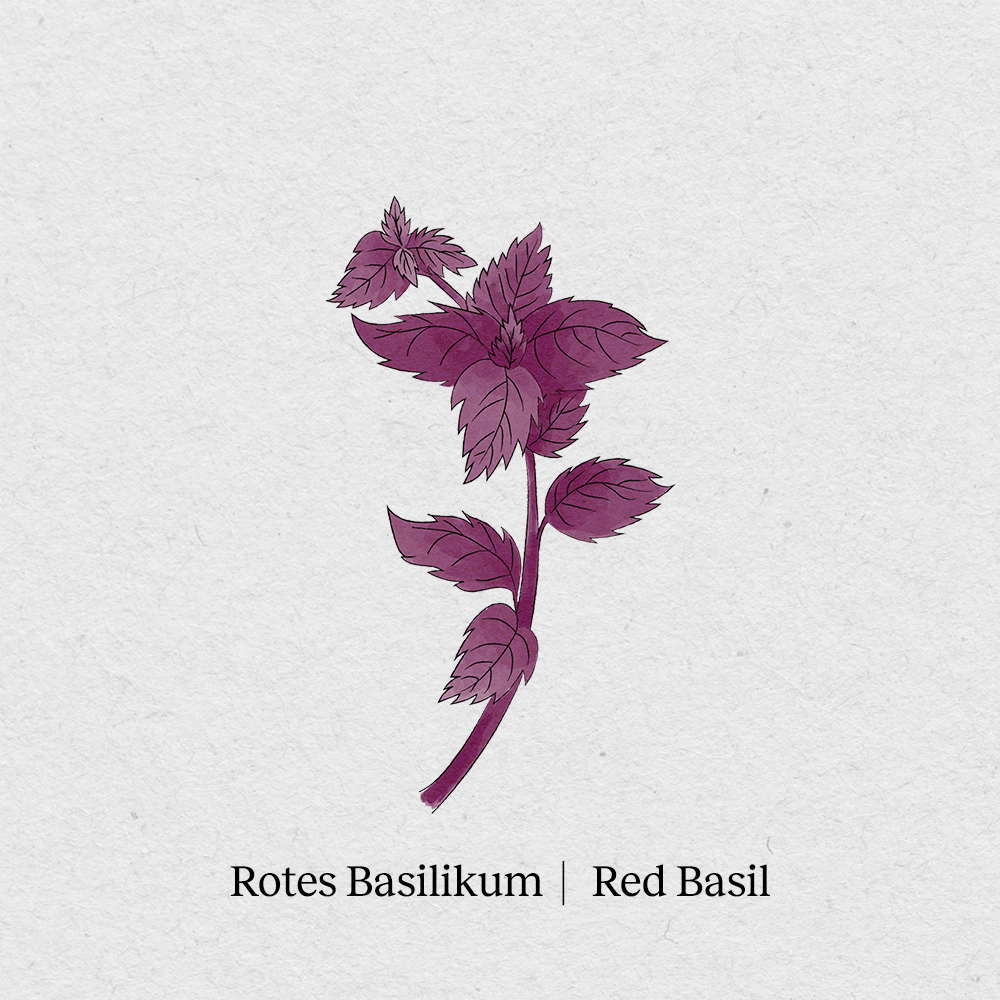 Red basil