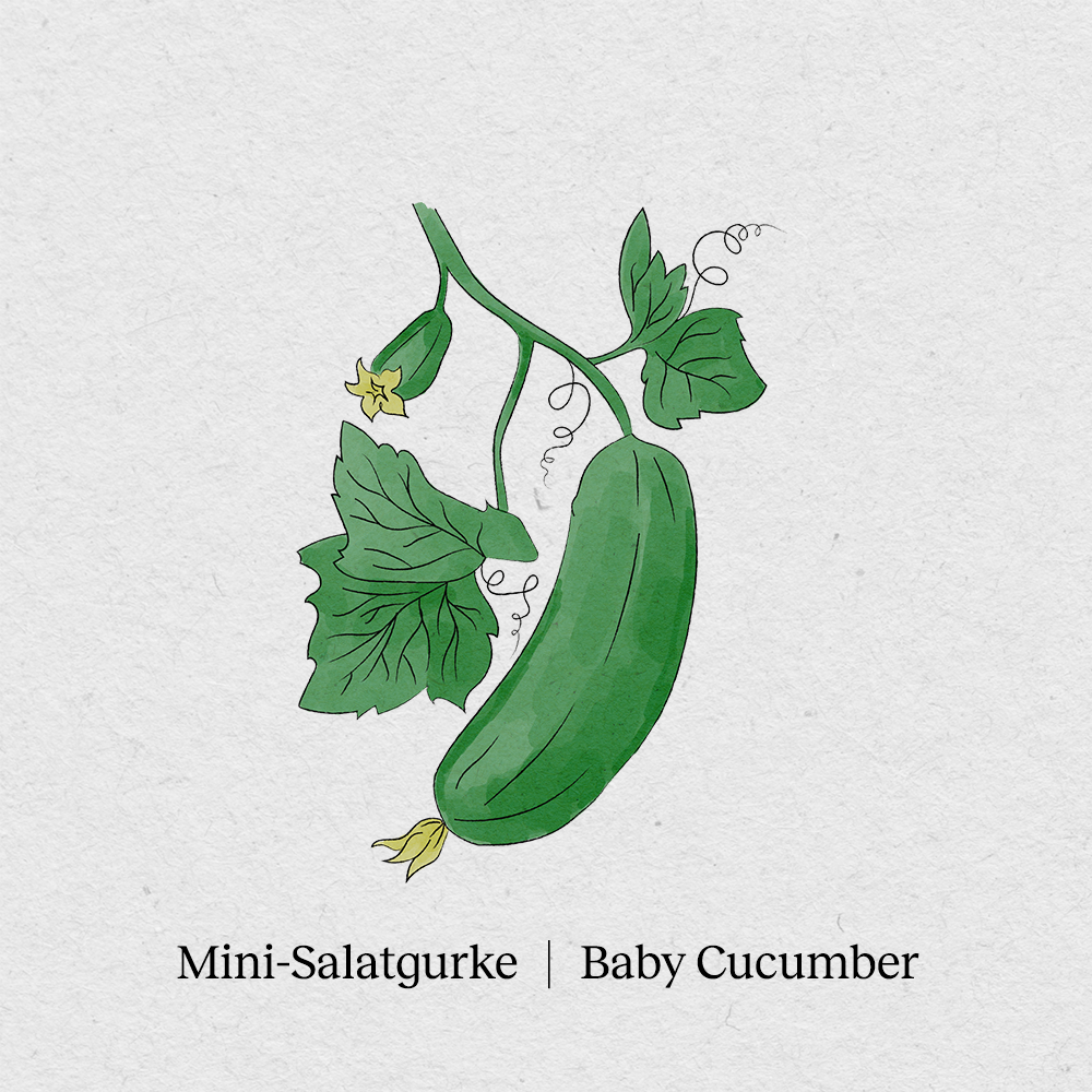 Mini cucumber