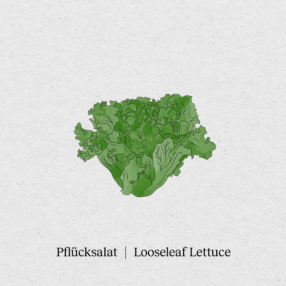 Picking lettuce