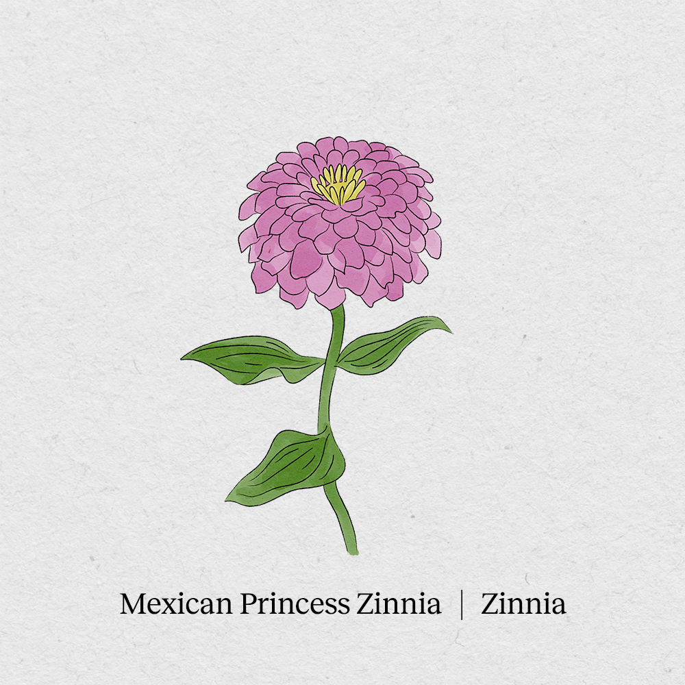 Zinnia Mexican Princess