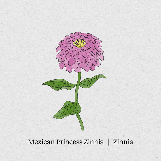 Zinnie Mexican Princess