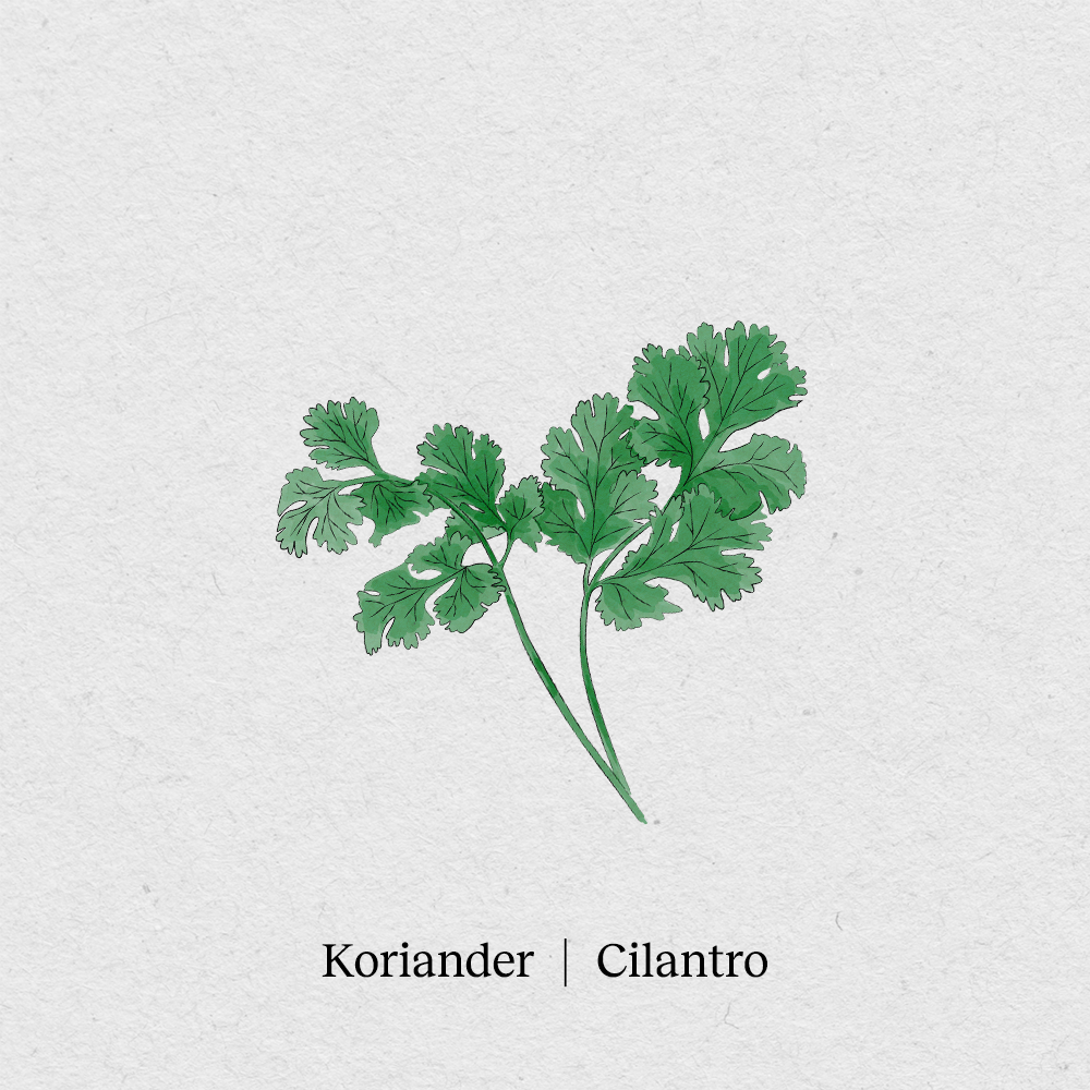 Coriander