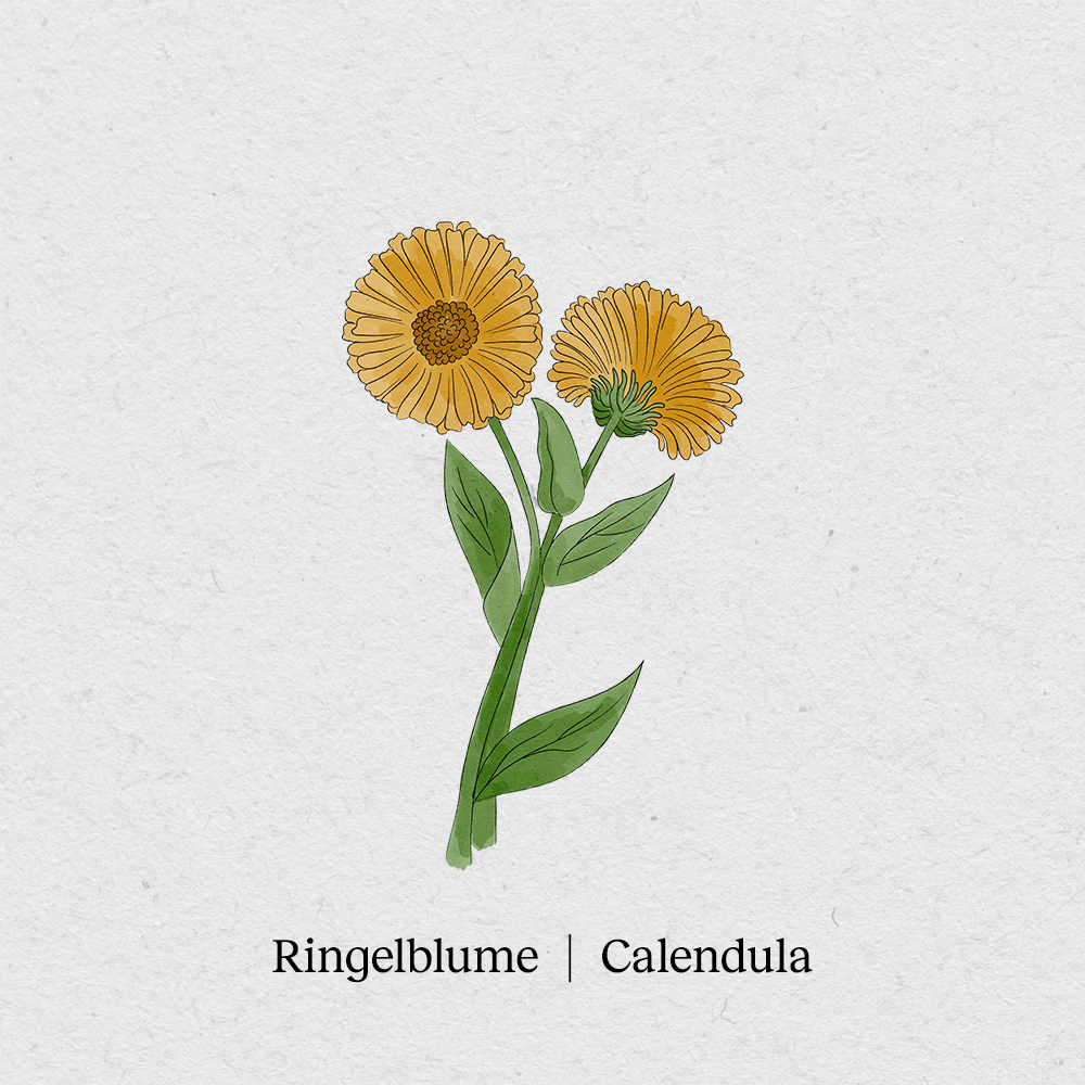 Marigold