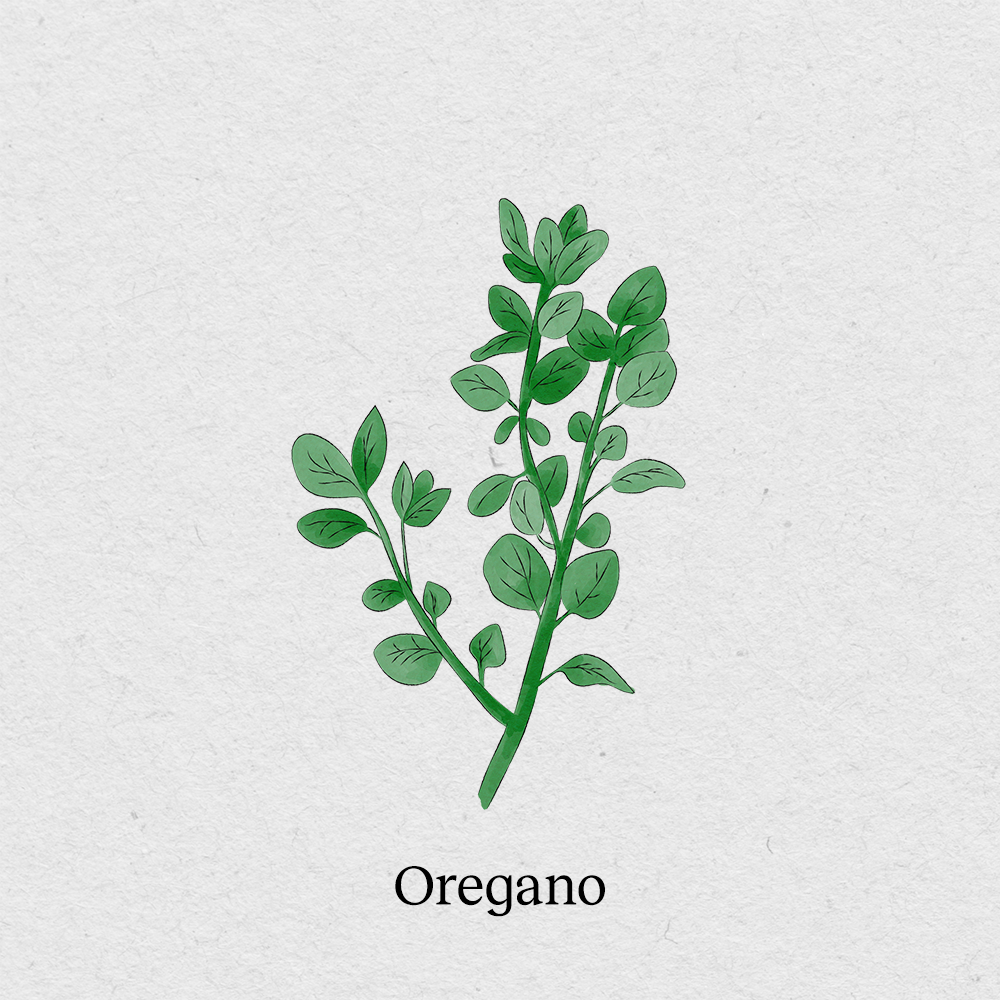 Oregano