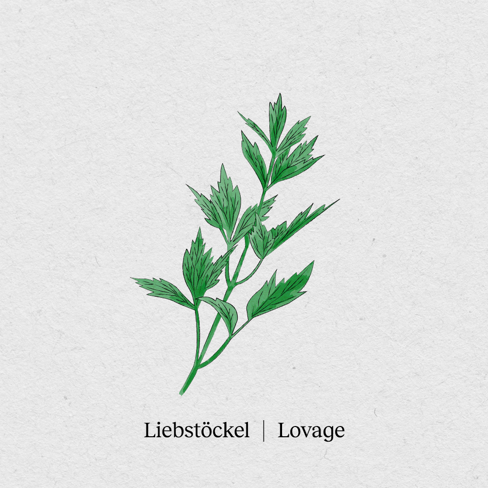 Lovage