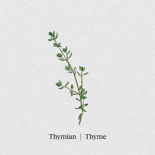 Thymian