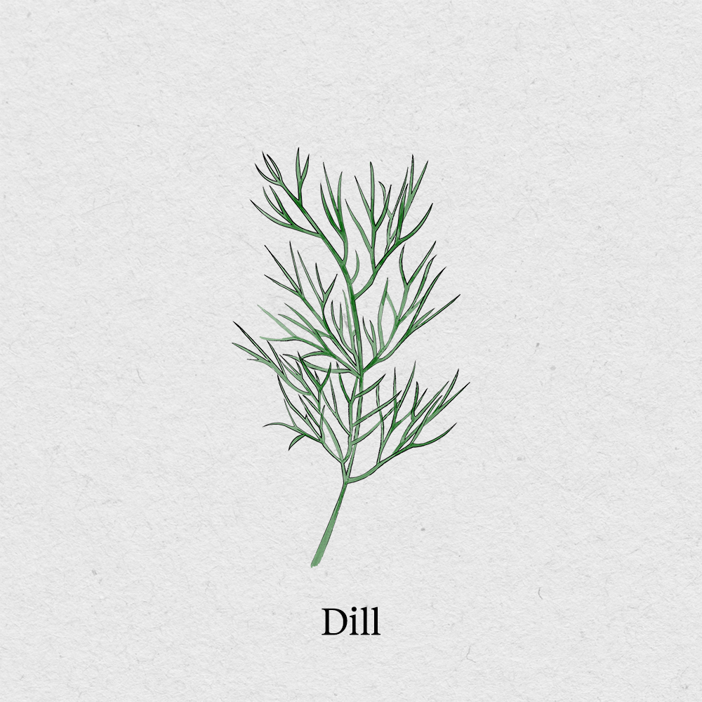 Dill