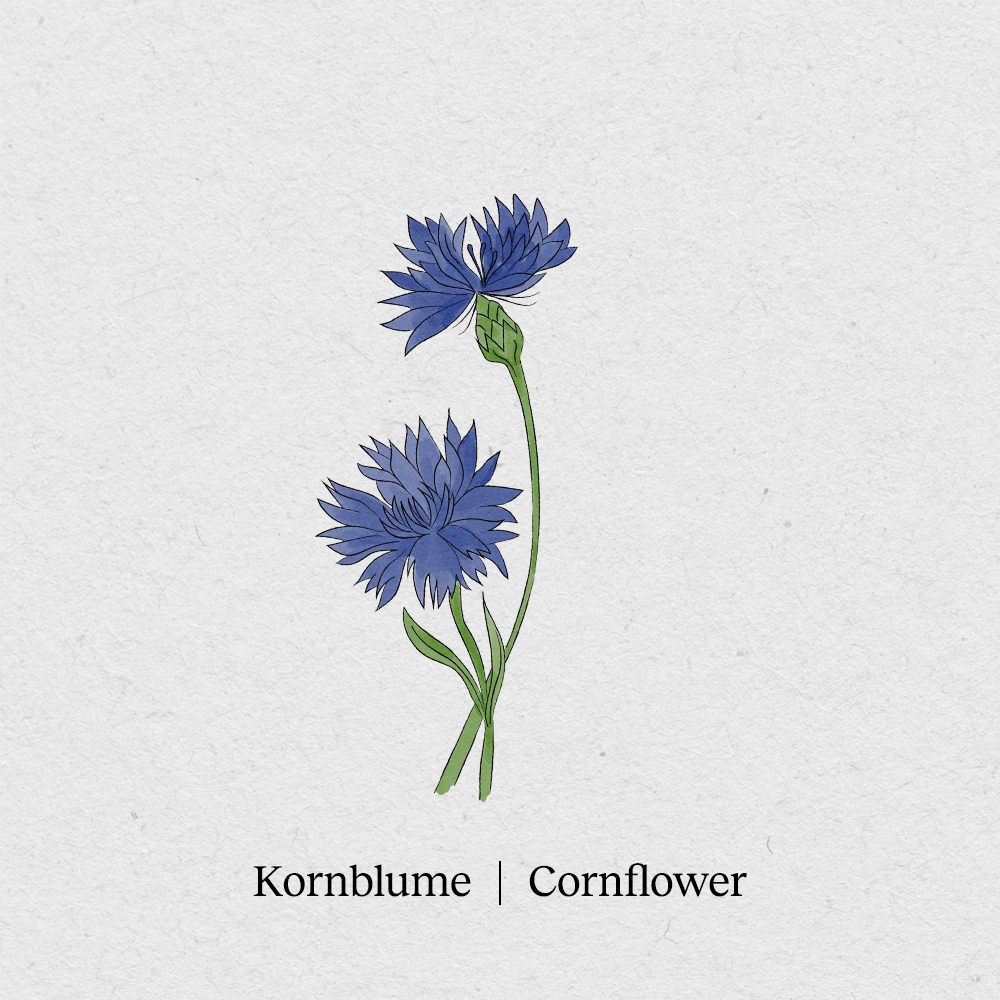 Cornflower