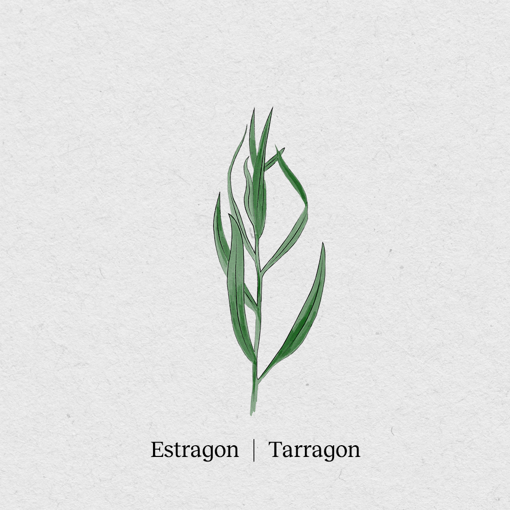 Tarragon